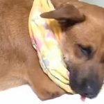 Imputan a menor que colocó un cebollón a una perrita