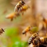 Luque: un hombre falleció tras ser atacado por abejas mientras limpiaba un yuyal