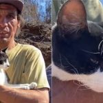 Julio, el gato héroe que salvó a su dueño en medio del incendio en Chile