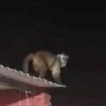 Mono hiere a un niño dentro de su casa en Loma Pytã