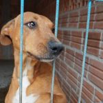 Estado lanza el Registro de Agresores de Animales