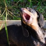 Rescatan a perro salchicha abandonado en una caja en Ñemby