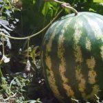 Una sandía de 23 kilos fue la gran atracción en Paso Güembé