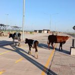 Vacas sueltas en la Costanera: otra mañana insólita en Asunción