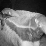 Jurumí en peligro: ganadería y perros amenazan su hábitat