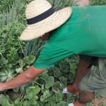 Huertas y animales: reinserción de adolescentes en Concepción