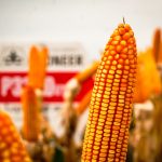 Zafriña de soja y maíz: estiman mayor volumen de cosecha