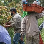 Ministerio de Trabajo impulsa empleo agrícola en España