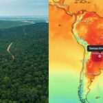 Ola de calor y bosques: ¿cuál es la situación actual?