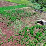 Senad incauta marihuana ICE en Capitán Bado