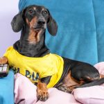 ¿Dejarías prendida la TV a tu perrito cuando se queda solo?