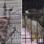 Bomberos rescatan a un taguató y un armadillo heridos en Ypané