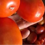 Tomate a G. 9.000 el kilo mañana en feria del MAG en Plaza O’Leary