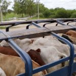 Transporte de ganado enfrenta una crisis operativa en el país