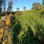 Fuerzas Armadas operarán en todo el país sin límites