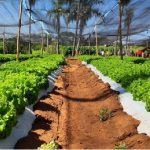 Agricultura advierte impacto por ola de calor y sequía