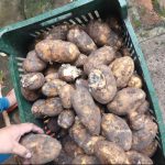 Hambre Cero: denuncian bananas podridas y falta de tomate