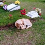 Nueva ley en São Paulo autoriza entierro conjunto con mascotas