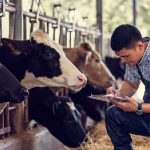 Senacsa invierte en bonos para impulsar la ganadería