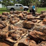 Brasil devuelve a Paraguay troncos fósiles de 250 millones de años