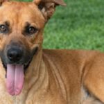 Canela será operada mañana y piden oraciones por su recuperación