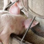 Exportación de carne porcina marca récord histórico