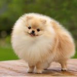 Retención de perro en Posadas termina con funcionaria fuera