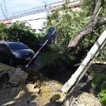 Caos en Asunción: árboles caídos bloquean puntos clave