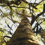 INFONA presenta resultados del Inventario Forestal Nacional 2026