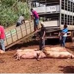 Vuelco de camión deja decenas de cerdos muertos