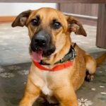 Canela muestra mejoría tras cirugía y vuelve a caminar