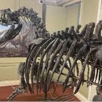 Museo en Reino Unido expone dinosaurio de 6 metros