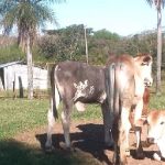 Rabia bovina detectada en Pirayú y Quyquyhó