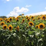 ¿Dónde visitar un campo de girasoles en Cordillera?