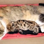 Puma bebé sobrevive y es adoptado por una gata