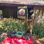 Senad elimina producción de cannabis de alta potencia