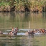 Hipopótamos de Pablo Escobar: magnate indio ofrece trasladar 80 ejemplares