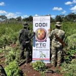 Incautan 60 toneladas de marihuana en Amambay