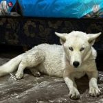 Cae “La Paraguaya” con marihuana y un lobo blanco en Argentina