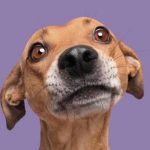 Día Mundial del Perro Sin Raza: amor sin pedigree