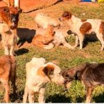 Rescatan perros de vivienda insalubre en Ypané