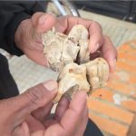 Hallazgo prehistórico en Chaco sorprende a pobladores