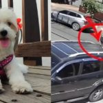 Llevó a su perra a la veterinaria y terminó atropellada
