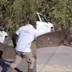 Elefante marino sorprendió y paralizó una ruta