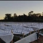 Heladas no afectaron cultivos, pero sigue alerta