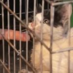 Rescatan a un gatito atrapado en el viaducto de Ñu Guasu