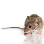 Hantavirus en crucero: Ministerio de Salud vigila riesgo para el país