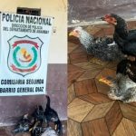 Robó cinco gallinas en Pedro Juan y terminó detenido
