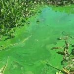Denuncian contaminación en la laguna de Cateura por desechos industriales
