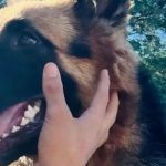 Buscan a “Matrix”, perro de apoyo emocional de una niña con autismo